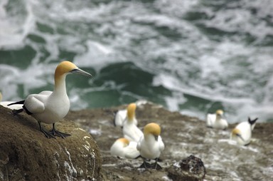 Edwin Ng; Gannet; Muriwai Beach, Gannet Colony;